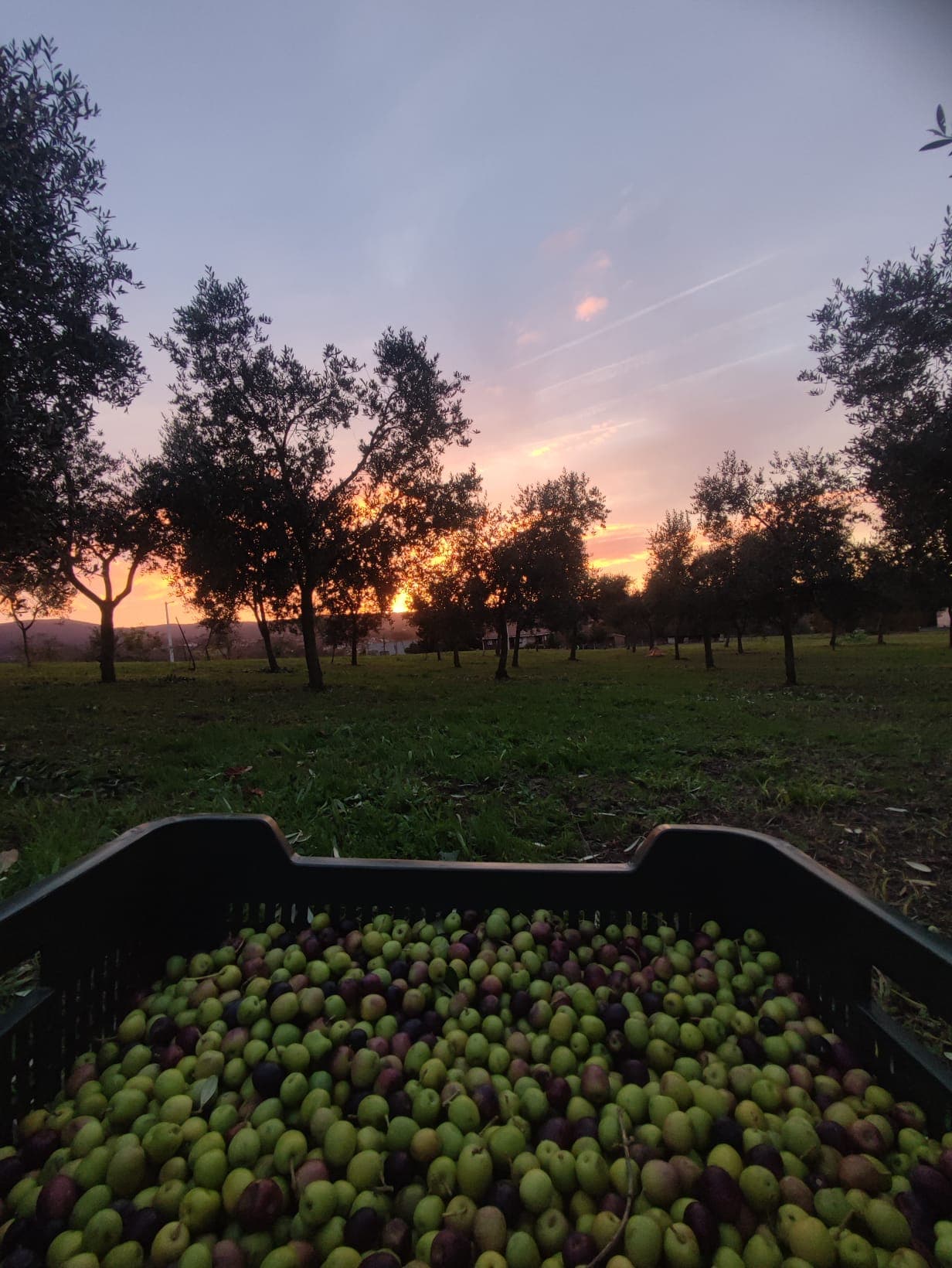 Aceitunas arbequinas en un olivar gallego al atardecer.