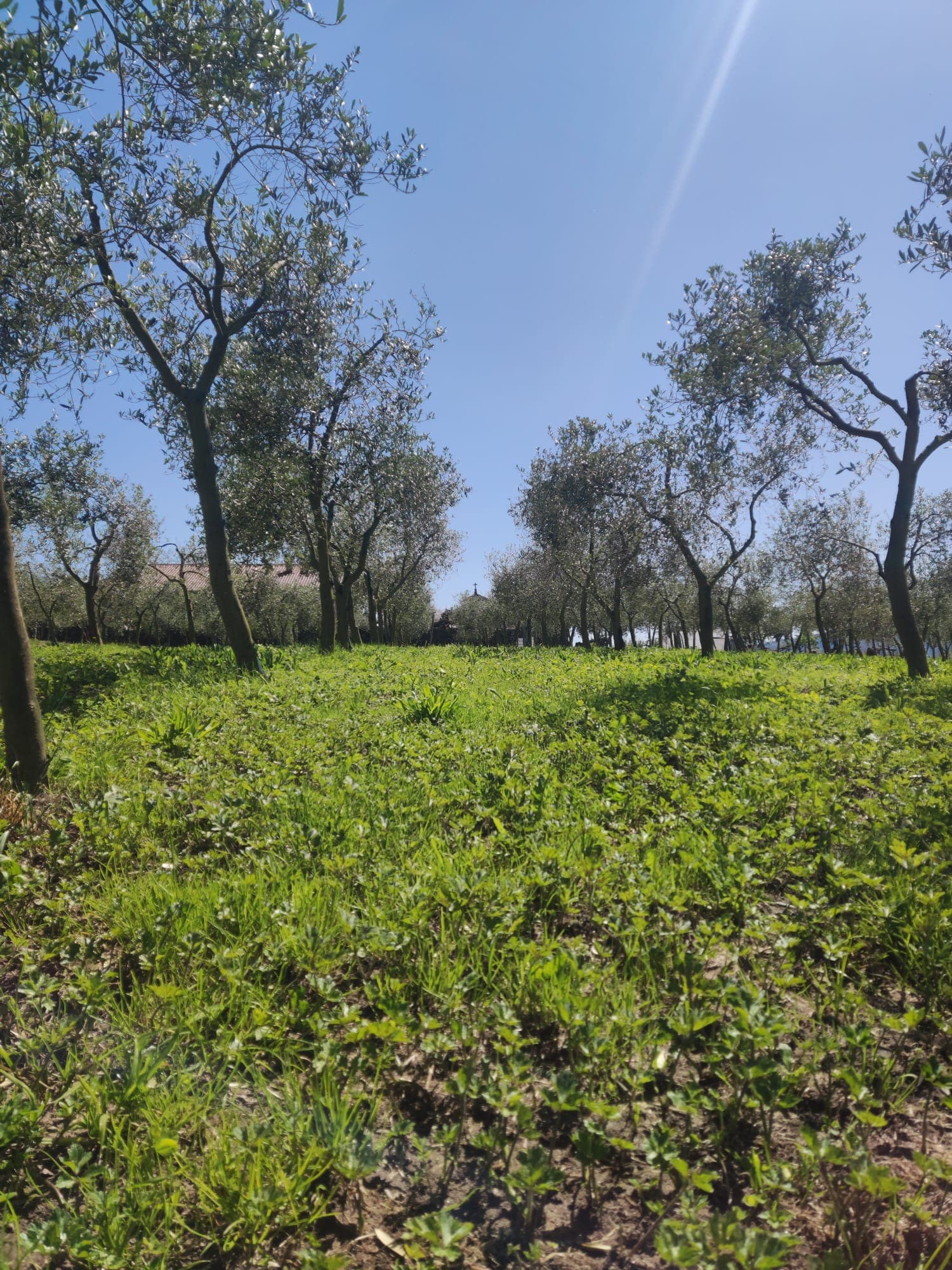 Paisaje diurno del olivar como apoyo visual al origen y al territorio
